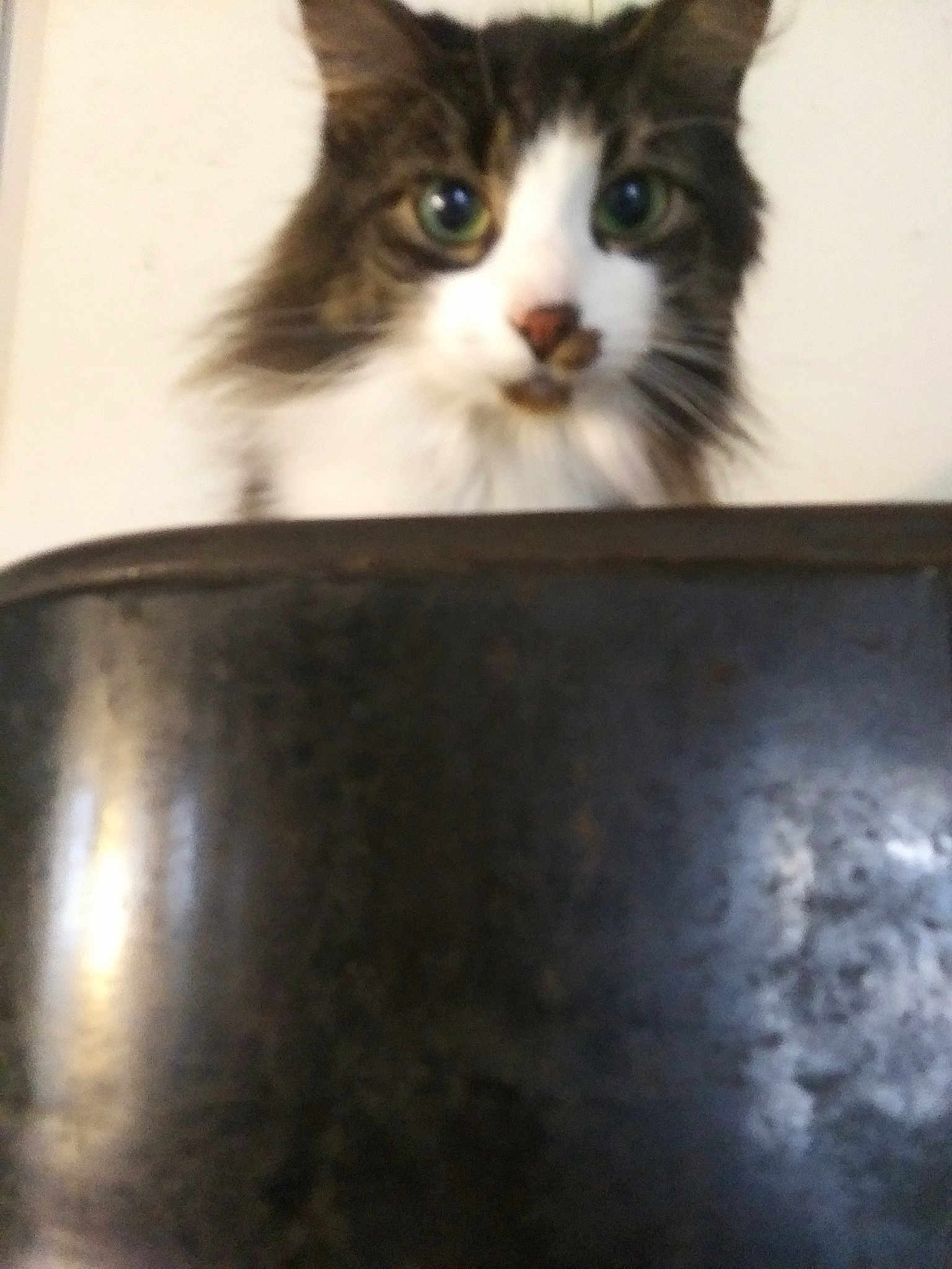 Skeeter