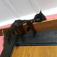 Sparta joined the competition — help win amazing prizes! black_cat, cat, felidae, hardwood, room, small_to_medium_sized_cats