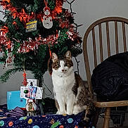 Whiskey is registered to the contest to win money with this photo: cat, dog, christmas_tree, ornaments, blanket, chair, snow_globe, holiday, decorations, indoor, pet, furniture, wooden_chair, jacket, festive, animal, cozy, table, curious, home