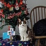 cat, dog, christmas_tree, ornaments, blanket, chair, snow_globe, holiday, decorations, indoor, pet, furniture, wooden_chair, jacket, festive, animal, cozy, table, curious, home