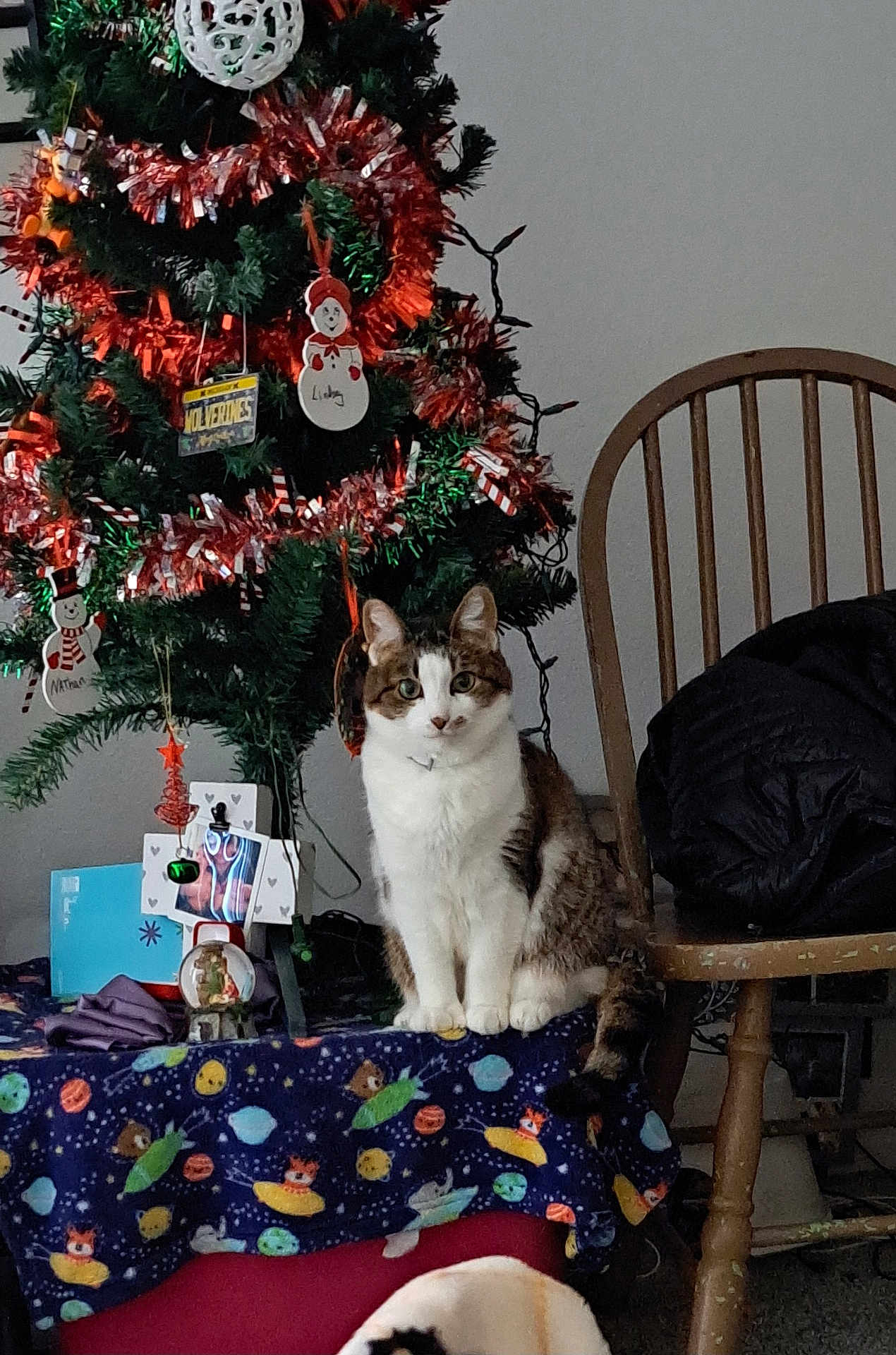 Whiskey is registered to the contest to win money with this photo: cat, dog, christmas_tree, ornaments, blanket, chair, snow_globe, holiday, decorations, indoor, pet, furniture, wooden_chair, jacket, festive, animal, cozy, table, curious, home
