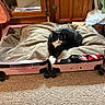 Chip joined the competition — help win amazing prizes! cat, tuxedo_cat, suitcase, blanket, indoor, carpet, wooden_cabinet, mirror, furniture, pet, relaxed, black_and_white, paws, packed_clothes, home, cozy, resting, animal, living_room, quiet