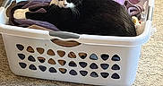 Chip is registered to the contest to win money with this photo: cat, laundry_basket, towel, indoor, carpet, furniture, wooden, black_and_white_cat, relaxing, pet, animal, cozy, home, resting, tuxedo_cat, domestic_cat, curled_up, comfortable, household, lazy_cat