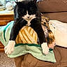 Chip joined the competition — help win amazing prizes! cat, black_and_white_cat, pet, animal, feline, blanket, couch, furniture, indoor, home, cozy, relaxed, stretching, paw, whiskers, table, photo_frame, decor, carpet, soft