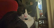 Dale is registered to the contest to win money with this photo: cat, black_and_white, pink_nose, white_paws, sitting, chair, red_chair, indoor, home, furniture, relaxed, pet, animal, whiskers, fur, portrait, domestic, cozy, living_room, calm
