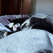 Dale joined the competition — help win amazing prizes! cat, sleeping, bed, blanket, paw, black_and_white, cozy, indoor, feline, resting, cute, pink_nose, fur, comfort, relaxation, soft_texture, home, quiet, napping, peaceful
