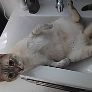 Jewel is registered to the contest to win money with this photo: cat, sink, feline, pet, indoor, curious, white, bathroom, faucet, animal, relaxed, looking_up, domestic, cute, whiskers, ears, paws, tail, fur, playful