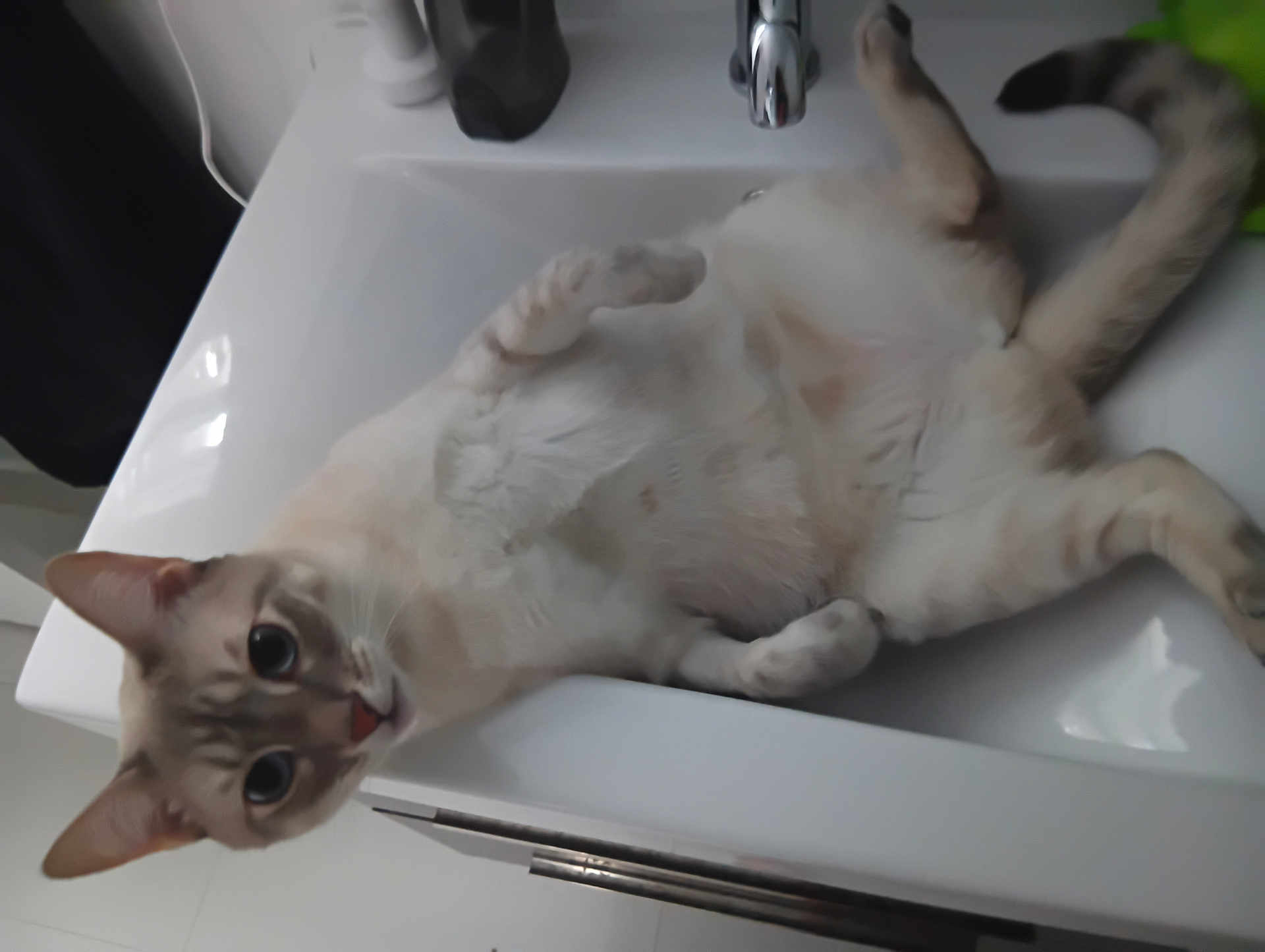 Jewel is registered to the contest to win money with this photo: cat, sink, feline, pet, indoor, curious, white, bathroom, faucet, animal, relaxed, looking_up, domestic, cute, whiskers, ears, paws, tail, fur, playful