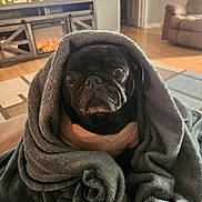 Mia Jo joined the competition — help win amazing prizes! dog, pug, blanket, indoor, living_room, furniture, television, fireplace, wood_floor, carpet, cozy, pet, wrapped, cute, animal, black_dog, portrait, home, relaxing, soft