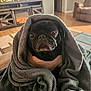 dog, pug, blanket, indoor, living_room, furniture, television, fireplace, wood_floor, carpet, cozy, pet, wrapped, cute, animal, black_dog, portrait, home, relaxing, soft