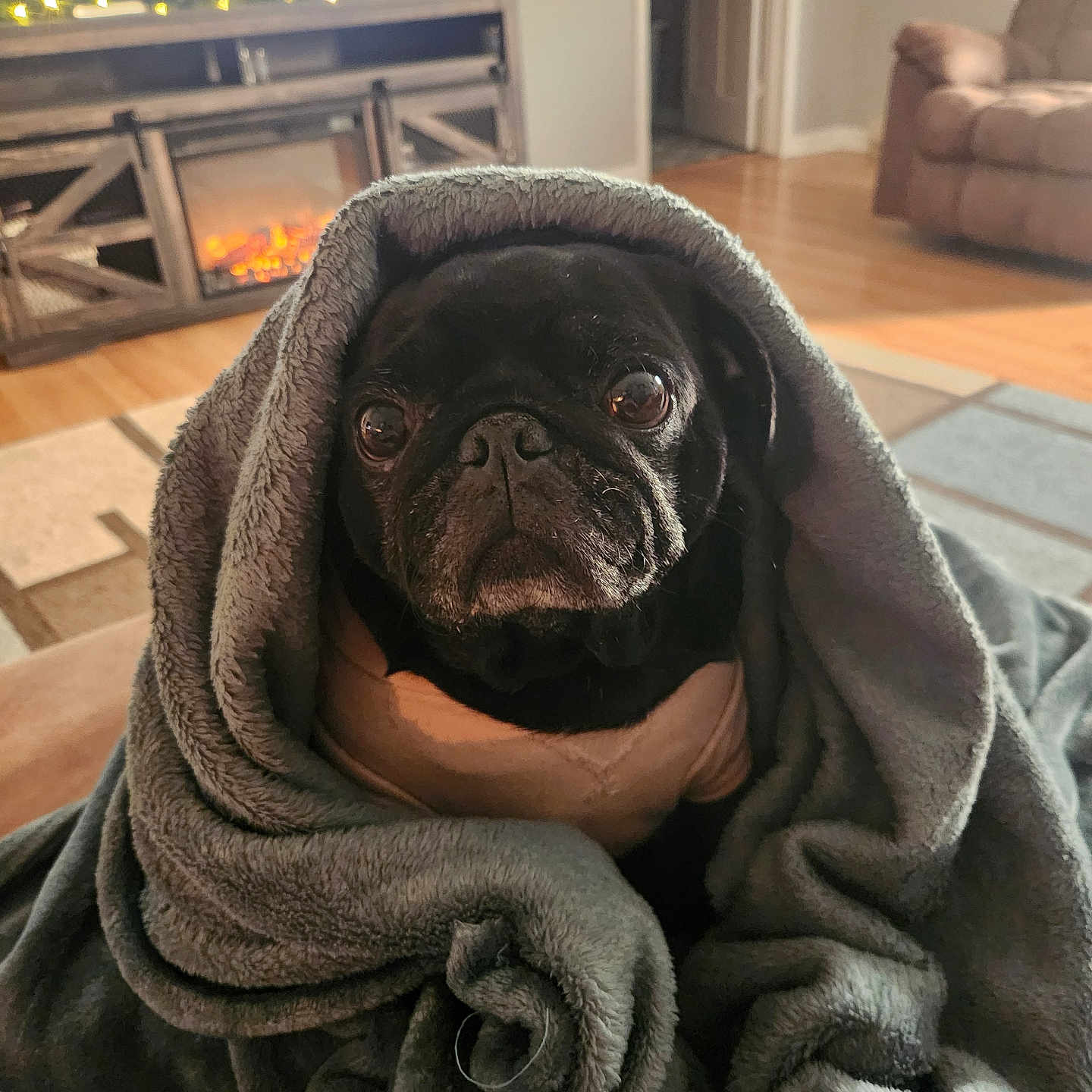 Mia Jo joined the competition — help win amazing prizes! animal, black_dog, blanket, carpet, cozy, cute, dog, fireplace, furniture, home, indoor, living_room, pet, portrait, pug, relaxing, soft, television, wood_floor, wrapped