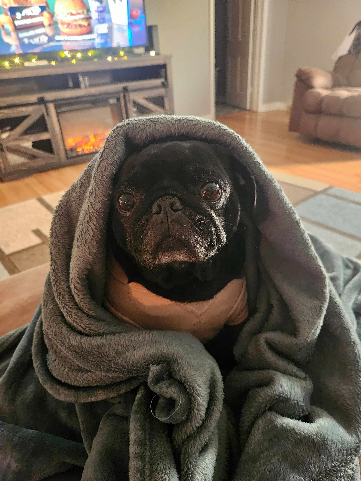 Mia Jo joined the competition — help win amazing prizes! dog, pug, blanket, indoor, living_room, furniture, television, fireplace, wood_floor, carpet, cozy, pet, wrapped, cute, animal, black_dog, portrait, home, relaxing, soft