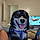 Roxie