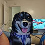 dog, indoor, pet, harness, purple, smiling, tongue_out, living_room, television, car_on_tv, couch, blanket, human_arm, door, home, furniture, relaxed, cute, animal, companion