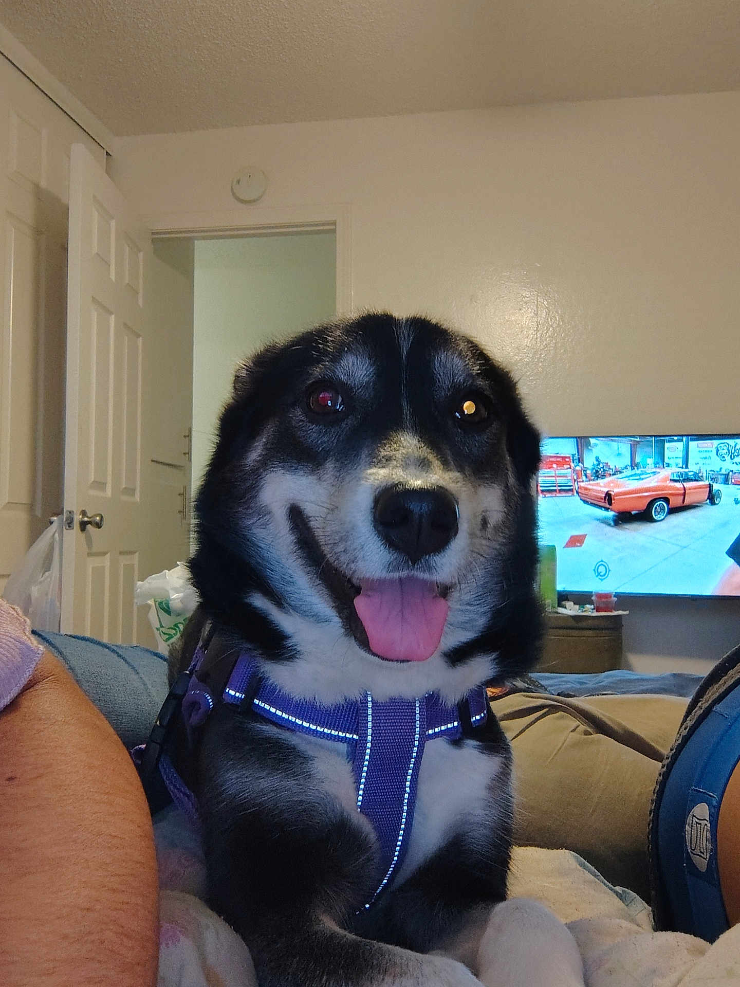Roxie joined the competition — help win amazing prizes! dog, indoor, pet, harness, purple, smiling, tongue_out, living_room, television, car_on_tv, couch, blanket, human_arm, door, home, furniture, relaxed, cute, animal, companion
