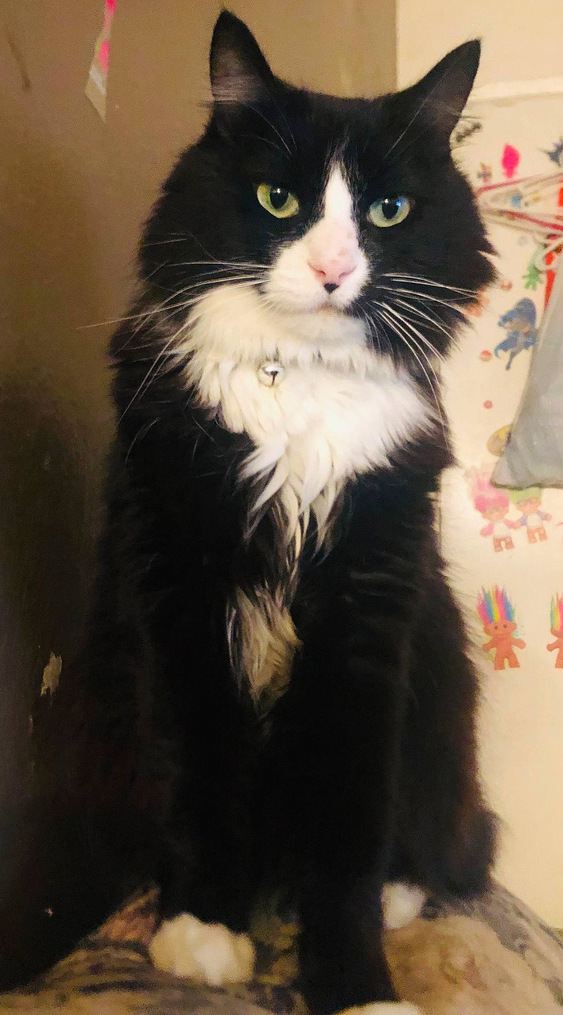 Charlie joined the competition — help win amazing prizes! carnivore, cat, domestic_short_haired_cat, felidae, formal_wear, fur, sitting, small_to_medium_sized_cats, snout, tail, whiskers