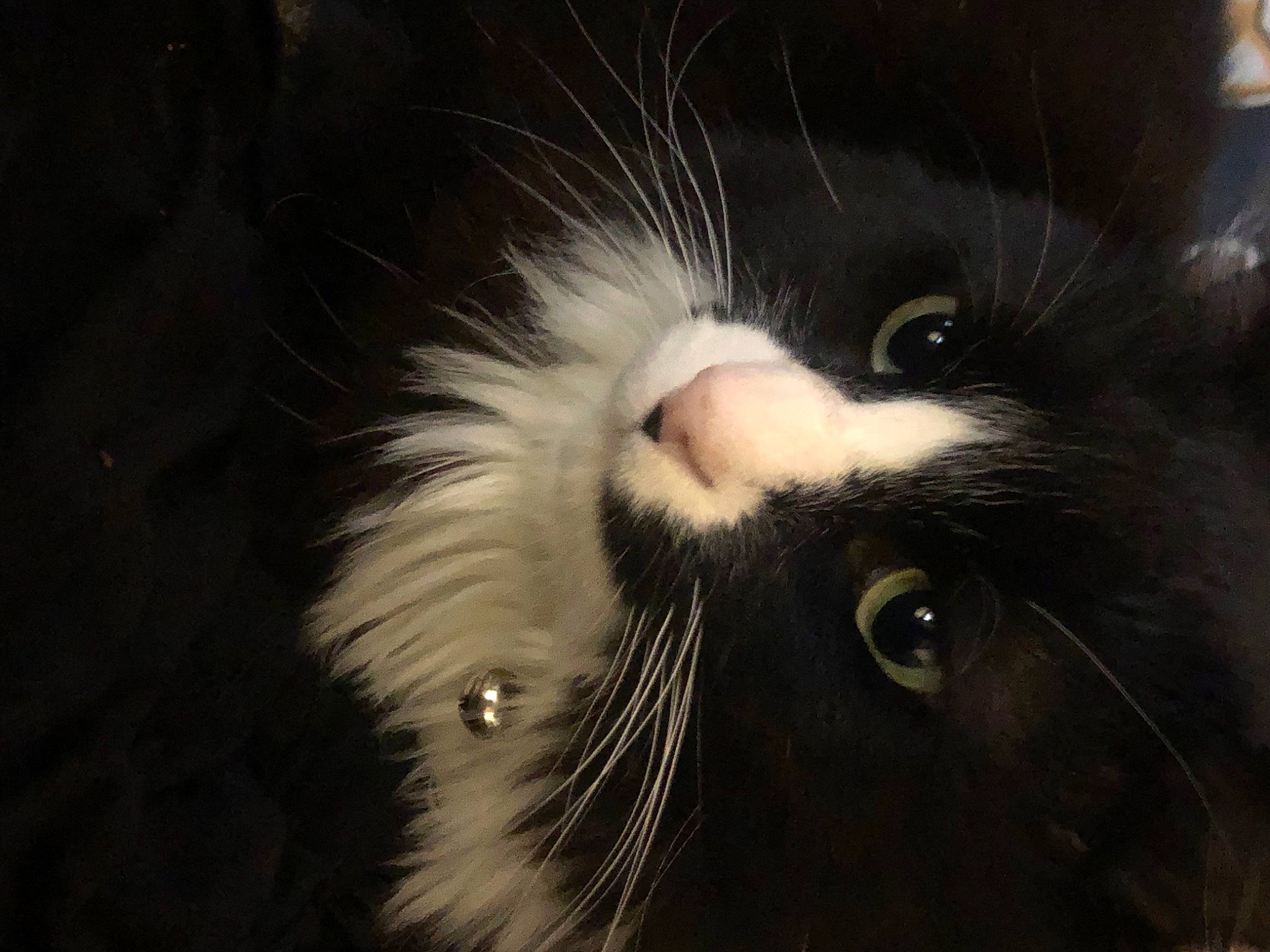 Charlie is registered to the contest to win money with this photo: black_cat, carnivore, cat, darkness, domestic_short_haired_cat, felidae, fur, small_to_medium_sized_cats, snout, terrestrial_animal, whiskers