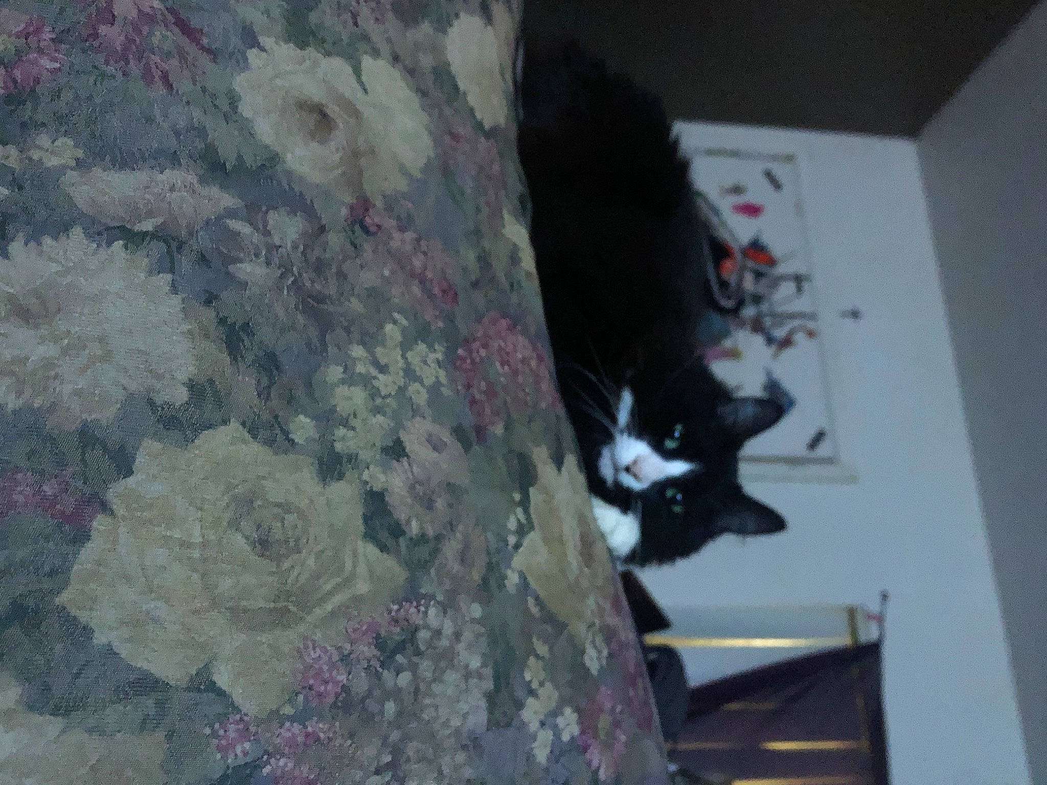 Charlie joined the competition — help win amazing prizes! art, carmine, carnivore, cat, felidae, flooring, fur, grey, linens, magenta, military_camouflage, pattern, purple, sleeve, small_to_medium_sized_cats, tail, tree, visual_arts, whiskers, wood