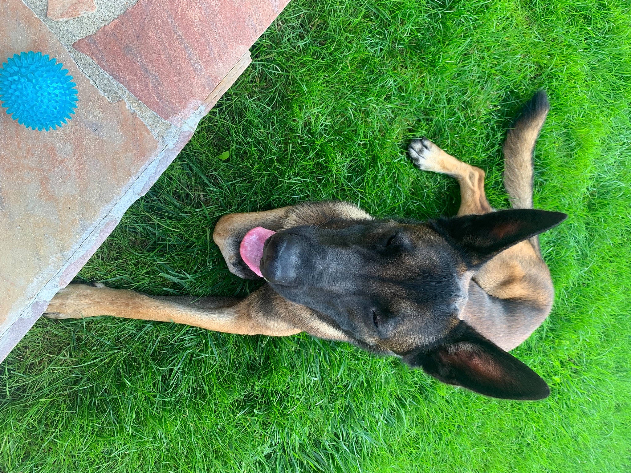 Patchi a rejoint le concours — aidez-le/la à gagner de superbes lots ! canidae, carnivore, collar, companion_dog, dog, dog_breed, ear, fawn, grass, guard_dog, non_sporting_group, pattern, pet_supply, plant, snout, sporting_group, tail, terrestrial_animal, working_animal, working_dog