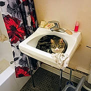 Ringo joined the competition — help win amazing prizes! cat, tabby, sink, bathroom, towel, soap, shower_curtain, floral_pattern, bathtub, floor, trash_can, cleaning_brush, wall, faucet, pet, curled_up, domestic_animal, indoor, resting, cozy