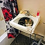 cat, tabby, sink, bathroom, towel, soap, shower_curtain, floral_pattern, bathtub, floor, trash_can, cleaning_brush, wall, faucet, pet, curled_up, domestic_animal, indoor, resting, cozy