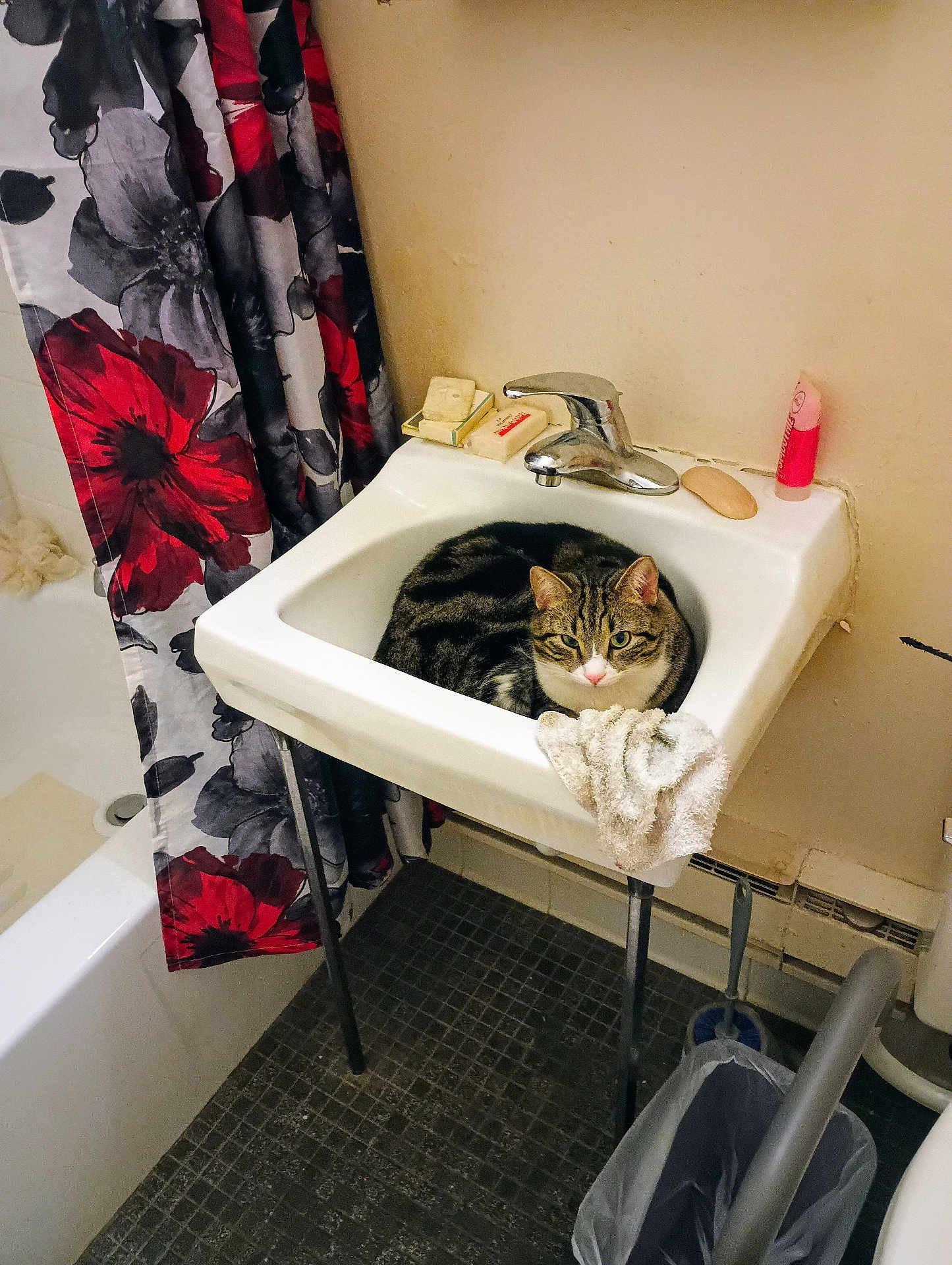 Ringo joined the competition — help win amazing prizes! cat, tabby, sink, bathroom, towel, soap, shower_curtain, floral_pattern, bathtub, floor, trash_can, cleaning_brush, wall, faucet, pet, curled_up, domestic_animal, indoor, resting, cozy