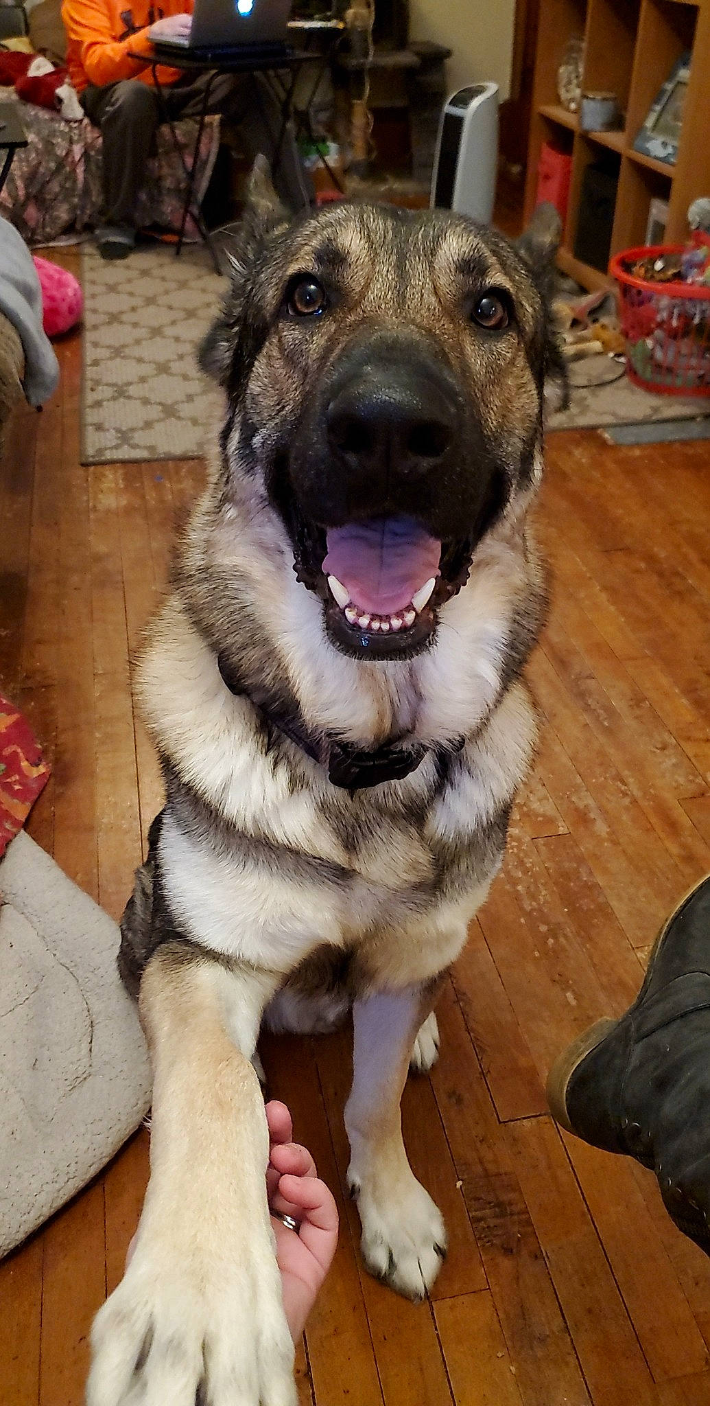 Mufasa joined the competition — help win amazing prizes! canidae, carnivore, collar, companion_dog, dog, dog_breed, dog_collar, fawn, flooring, fur, guard_dog, hardwood, jaw, leash, paw, pet_supply, sporting_group, whiskers, wood, working_dog