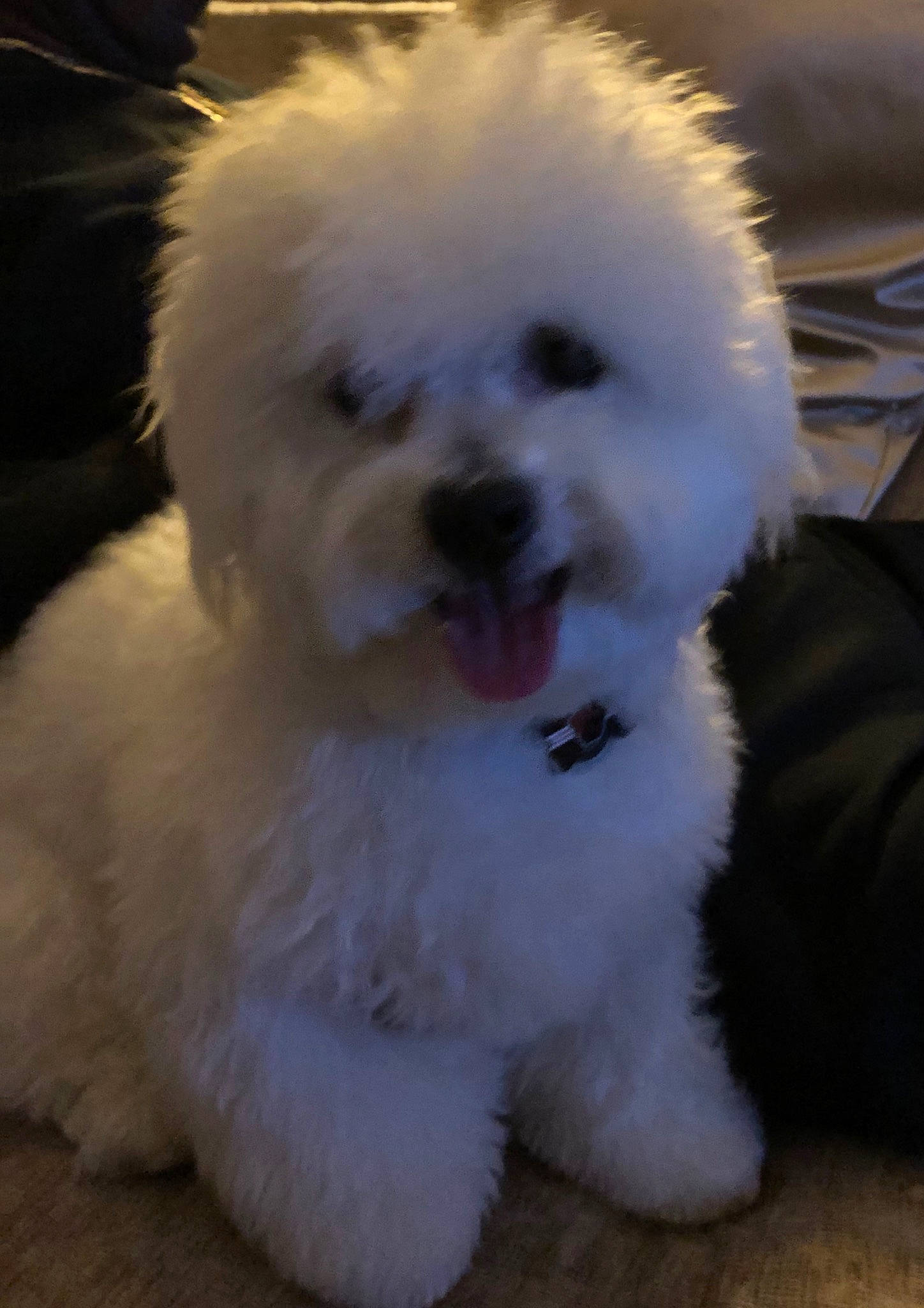 Hobbit is registered to the contest to win money with this photo: bichon, bichon_frise, bolognese, canidae, carnivore, companion_dog, coton_de_tulear, dog, dog_breed, havanese, kyi_leo, maltepoo, maltese, mammal, non_sporting_group, nose, puppy, snout, toy_poodle, vertebrate