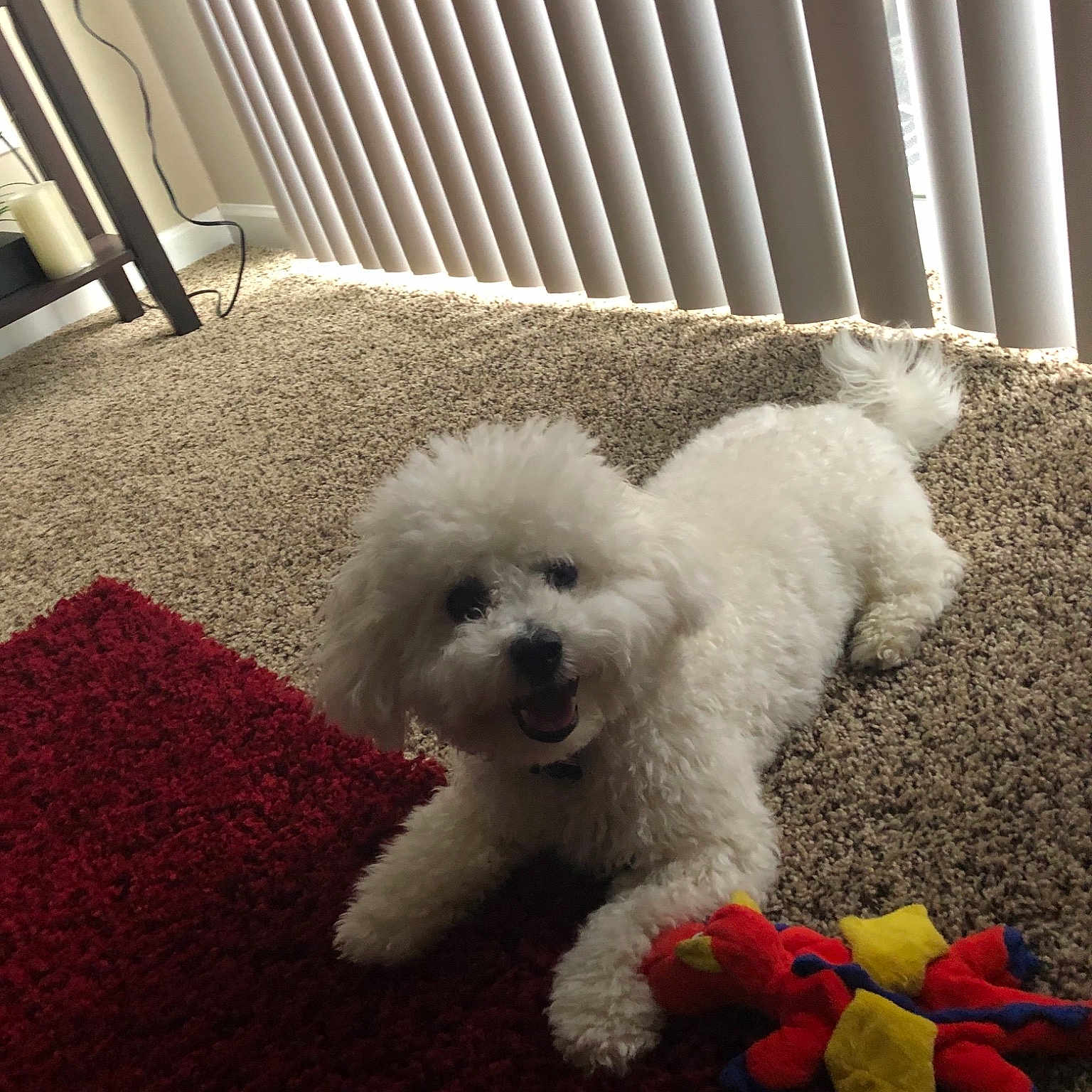 Hobbit joined the competition — help win amazing prizes! bichon, bichon_frise, bolognese, canidae, carnivore, cockapoo, companion_dog, coton_de_tulear, dog, dog_breed, maltepoo, maltese, mammal, miniature_poodle, poodle, poodle_crossbreed, puppy, toy_poodle, vertebrate, white
