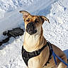 Aska a rejoint le concours — aidez-le/la à gagner de superbes lots ! dog, animal, pet, snow, leash, harness, outdoor, winter, canine, nature, walking, path, fur, ears, alert, daylight, cold, ground, park, portrait