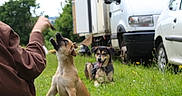 Aska participe au concours pour gagner de l'argent avec cette photo : dog, puppy, grass, outdoor, person, hand, vehicle, van, car, treat, playful, happy, tongue_out, nature, greenery, field, summer, canine, pet, training