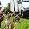 dog, puppy, grass, outdoor, person, hand, vehicle, van, car, treat, playful, happy, tongue_out, nature, greenery, field, summer, canine, pet, training