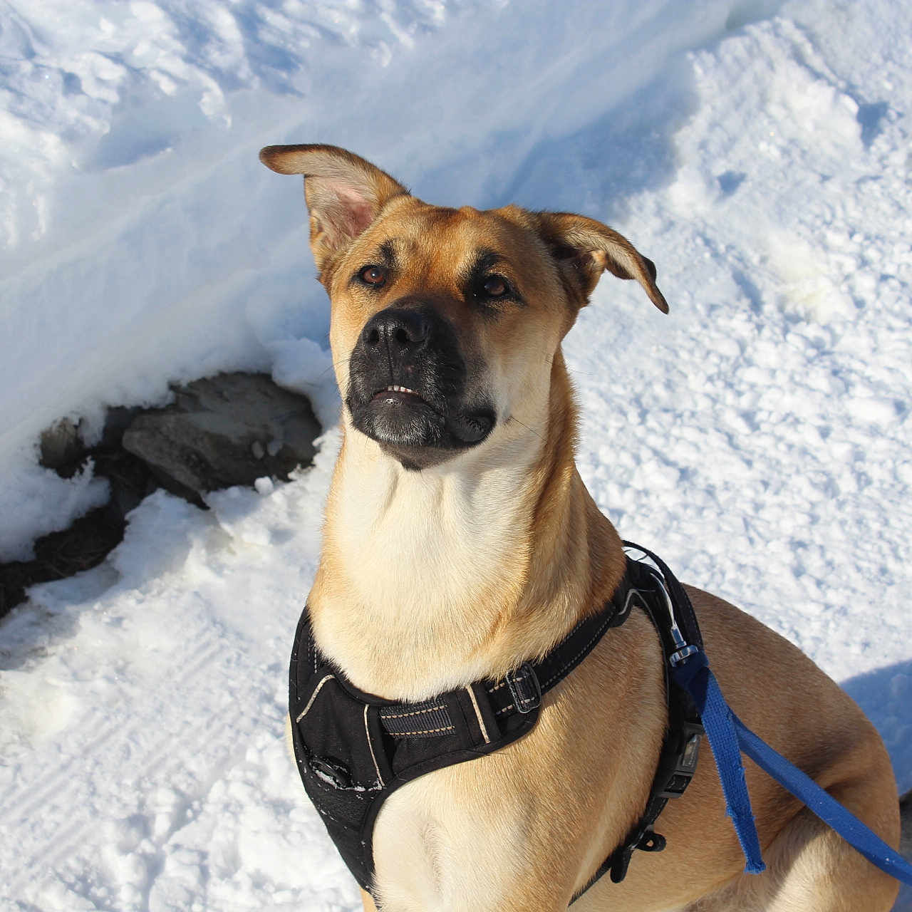 Aska participe au concours pour gagner de l'argent avec cette photo : dog, snow, outdoor, pet, animal, leash, harness, winter, canine, sitting, brown_dog, alert, ears, fur, daylight, nature, ground, cold, playful, cute