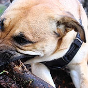 Aska a rejoint le concours — aidez-le/la à gagner de superbes lots ! dog, animal, outdoor, forest, stick, chewing, brown_fur, black_nose, harness, nature, leaves, earth, closeup, pet, muzzle, ears, canine, snout, wood, daylight