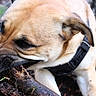 dog, animal, outdoor, forest, stick, chewing, brown_fur, black_nose, harness, nature, leaves, earth, closeup, pet, muzzle, ears, canine, snout, wood, daylight