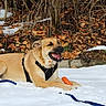 Aska a rejoint le concours — aidez-le/la à gagner de superbes lots ! dog, snow, carrot, toy, leaves, winter, outdoor, animal, canine, nature, playful, happy, paw, fur, harness, leash, brown, background, laying, chewing