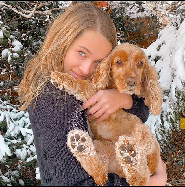 Lady Bella is registered to the contest to win money with this photo: american_cocker_spaniel, basset_fauve_de_bretagne, canidae, carnivore, cocker_spaniel, companion_dog, dog, dog_breed, english_cocker_spaniel, fawn, fur, mammal, puppy_love, rare_breed_dog, snow, spaniel, sporting_group, vertebrate
