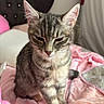 Nala participe au concours pour gagner de l'argent avec cette photo : cat, kitten, tabby, pet, animal, feline, cute, sleepy, indoor, bedroom, blanket, pink, soft, fur, whiskers, ears, closeup, domestic, resting, cozy