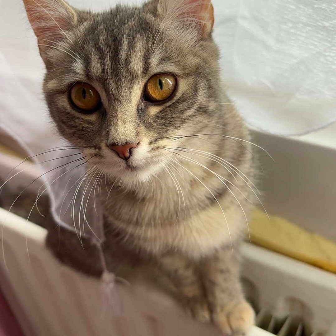 Nala a rejoint le concours — aidez-le/la à gagner de superbes lots ! cat, tabby, pet, animal, indoor, window, radiator, curious, whiskers, ears, fur, closeup, domestic, cozy, feline, looking, soft_light, curtains, resting, household