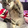 Nala participe au concours pour gagner de l'argent avec cette photo : cat, tabby, pet, animal, feline, bed, blanket, paw, curious, indoor, fur, whiskers, playful, looking, closeup, soft, cute, domestic, striped, young