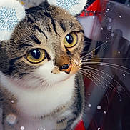 Noisette participe au concours pour gagner de l'argent avec cette photo : cat, tabby, pet, animal, whiskers, closeup, indoors, face, eyes, fur, cute, filter, snowflake, winter, ears, light, reflection, portrait, feline, soft