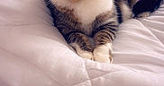 Noisette a rejoint le concours — aidez-le/la à gagner de superbes lots ! animal, bed, cat, cozy, cute, digital_overlay, domestic, ears, feline, filter, fur, indoor, pet, pink, relaxed, resting, sleepy, tabby, whiskers, white_bedspread