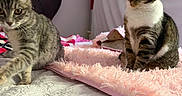 Noisette a rejoint le concours — aidez-le/la à gagner de superbes lots ! cat, tabby_cat, bed, blanket, pink_blanket, quilted_bedspread, indoor, furniture, stuffed_toy, heart_shaped_headboard, pet, animal, fur, whiskers, cute, playful, curious, relaxed, two_cats, domestic_cat