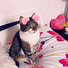 Noisette participe au concours pour gagner de l'argent avec cette photo : cat, tabby, bed, bedspread, floral_pattern, pink, white, digital_filter, ears, blush, cozy, indoor, pet, feline, cute, animal, resting, domestic, soft, comfort