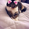 Noisette a rejoint le concours — aidez-le/la à gagner de superbes lots ! animal, bed, bokeh, cat, cozy, cute, domestic_cat, feline, filter, fur, indoor, pet, pink_ears, pink_nose, purple_lights, relaxed, resting, tabby, virtual_ears, white_bedspread