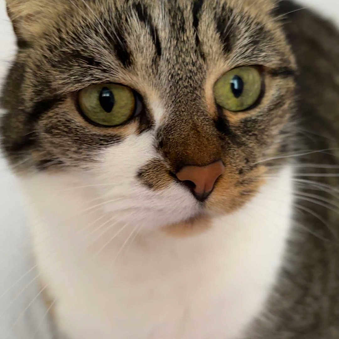 Noisette participe au concours pour gagner de l'argent avec cette photo : cat, tabby, green_eyes, close_up, pet, feline, whiskers, cute, animal, domestic_cat, fur, portrait, curious, indoor, face, ears, nose, eye, soft, looking