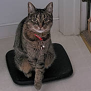Gypsy is registered to the contest to win money with this photo: cat, tabby_cat, pet, animal, collar, bell, sitting, scale, bathroom, indoor, tile_floor, door, gray_fur, striped_fur, whiskers, ears, eyes, portrait, front_view, home