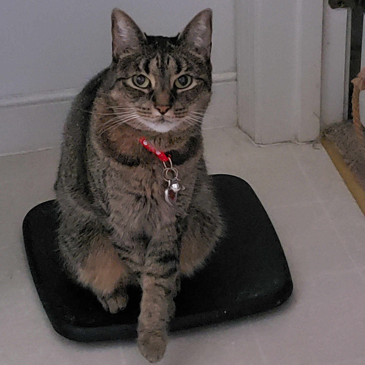 Gypsy is registered to the contest to win money with this photo: cat, tabby_cat, pet, animal, collar, bell, sitting, scale, bathroom, indoor, tile_floor, door, gray_fur, striped_fur, whiskers, ears, eyes, portrait, front_view, home