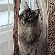 Tango participe au concours pour gagner de l'argent avec cette photo : animal, cat, closeup, curious, curtains, domestic, ears, face, feline, fluffy, indoor, long_hair, looking, patterned, pet, sitting, soft_light, striped, whiskers, window