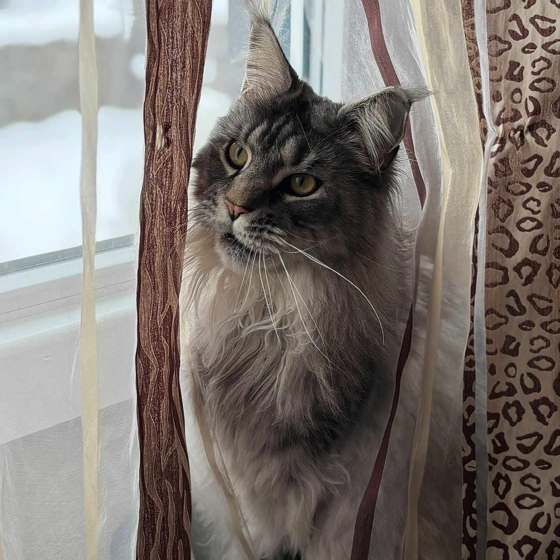 Tango